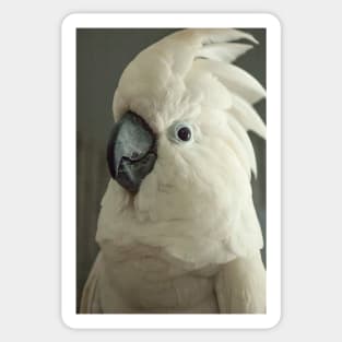 Umbrella cockatoo parrot bird portrait Sticker